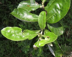 Attelabidae