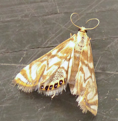 Neocataclysta magnificalis