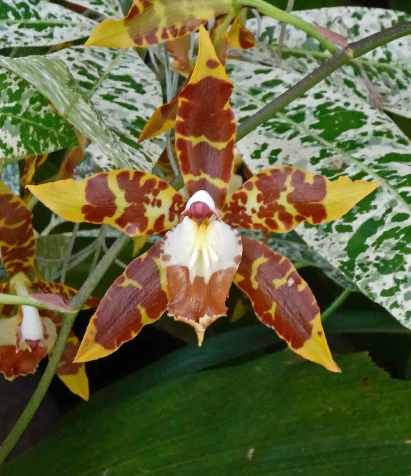 Oncidium spectatissimum