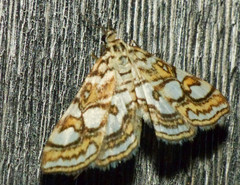 Elophila ekthlipsis