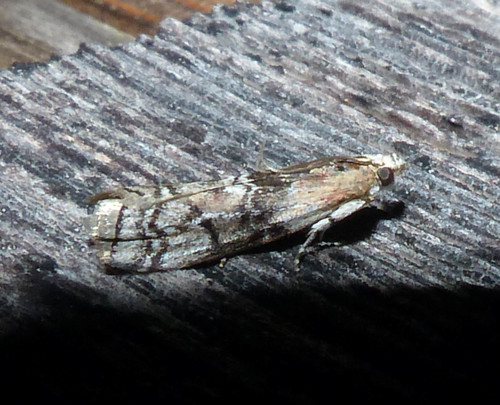 Viburnum Glyptocera Moth photo 5