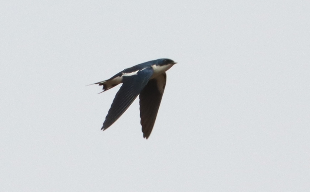 Pied-winged Swallow photo