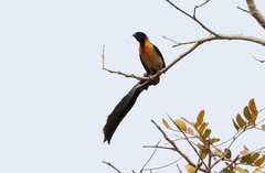 Togo Paradise-Whydah photo 1