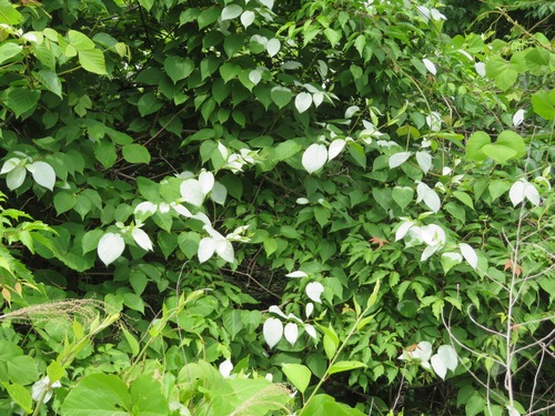 Image of Silver Vine (Actinidia polygama) by (c) Marco Mussita, some rights reserved (CC BY)