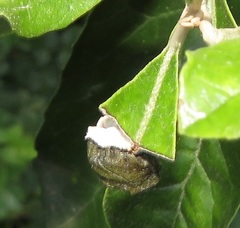 Attelabidae