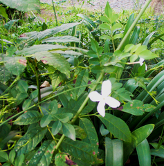 Jasminum polyanthum