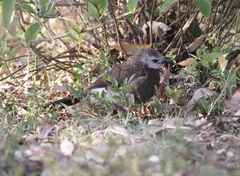 Turdoides leucopygia