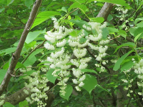 Pterostyrax hispidus (Pterostyrax hispidus)