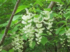 Pterostyrax hispidus, photograph (c) Marco Mussita, some rights reserved (CC BY)