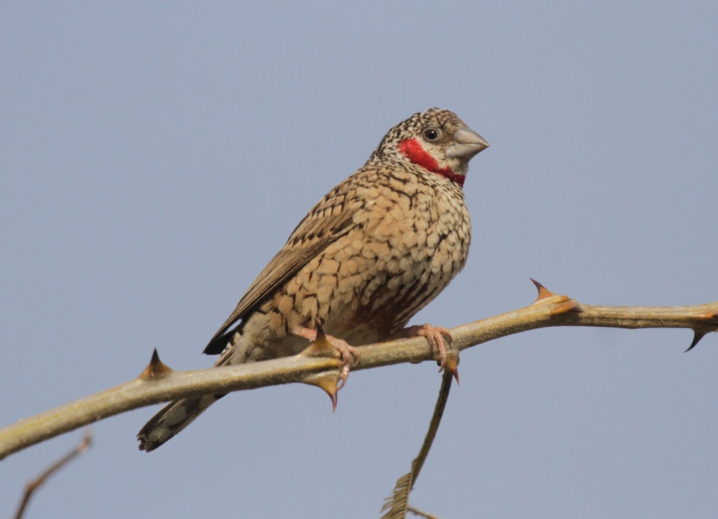 Cut-throat (Amadina fasciata) photo