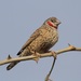 Cut-throat Finch - Photo (c) Mikael Bauer, some rights reserved (CC BY-NC), uploaded by Mikael Bauer