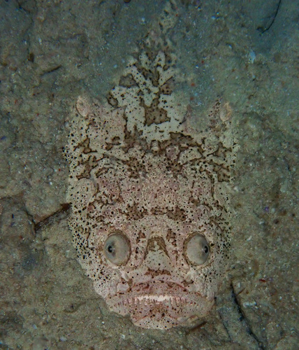 メガネウオの写真