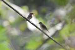 Sporophila luctuosa