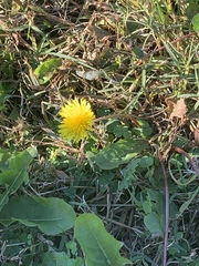 Taraxacum