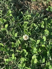 Trifolium repens