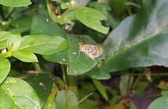 Callimormus interpunctata