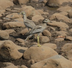 Burhinus senegalensis