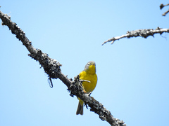 Leiothlypis ruficapilla image