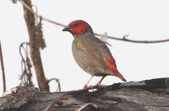Yellow-Winged Pytilia photo 2