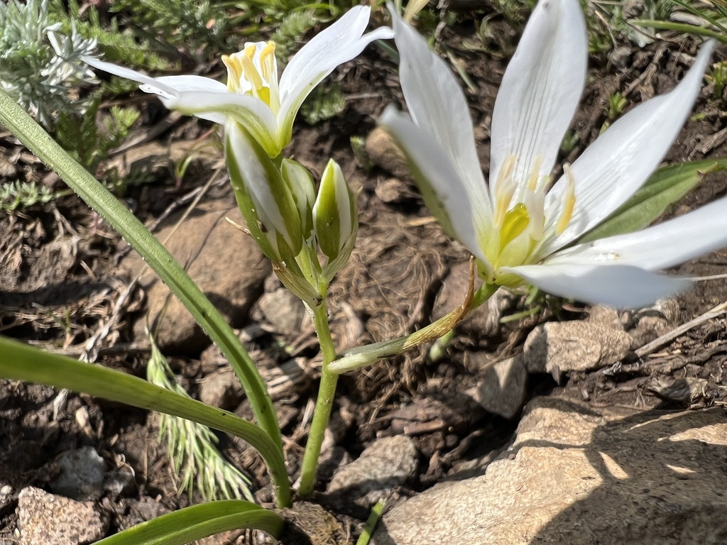 Ornithogalum transcaucasicum