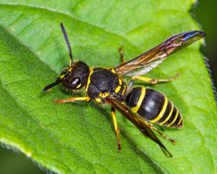 Ancistrocerus catskill