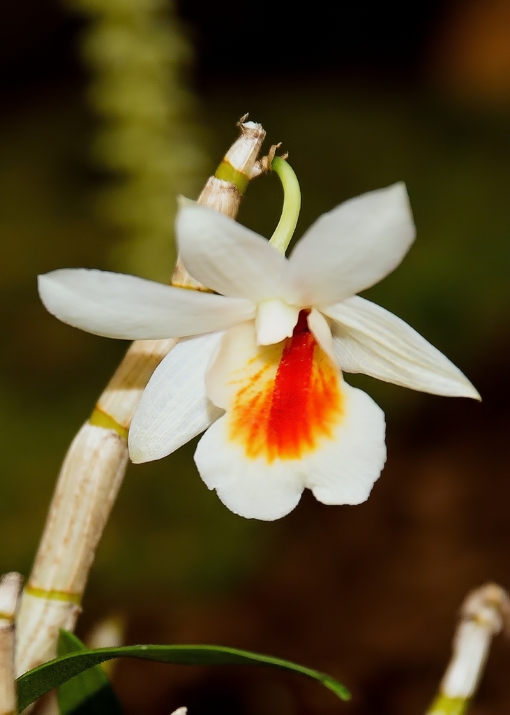 Dendrobium christyanum Rchb.f.