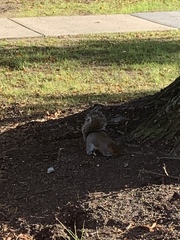 Sciurus carolinensis