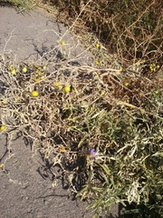 Solanum elaeagnifolium