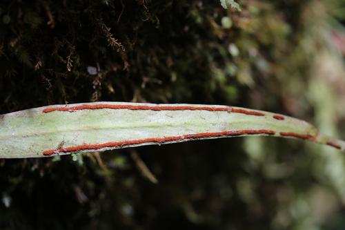 Purplestem Shoestring Fern
