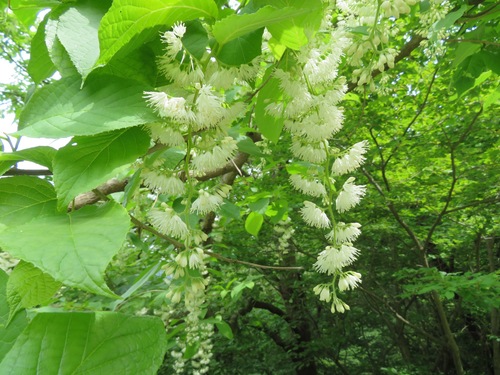 Image of Pterostyrax hispidus by (c) Marco Mussita, some rights reserved (CC BY)