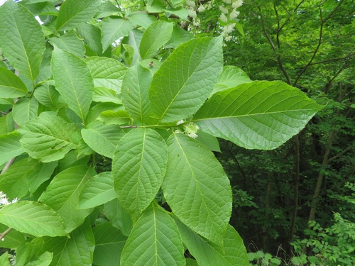 Image of Pterostyrax hispidus by (c) Marco Mussita, some rights reserved (CC BY)