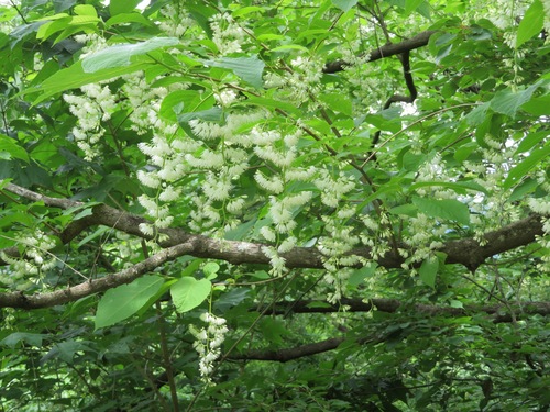 Image of Pterostyrax hispidus by (c) Marco Mussita, some rights reserved (CC BY)