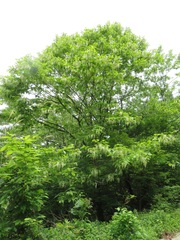 Pterostyrax hispidus, photograph (c) Marco Mussita, some rights reserved (CC BY)