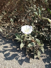 Datura wrightii