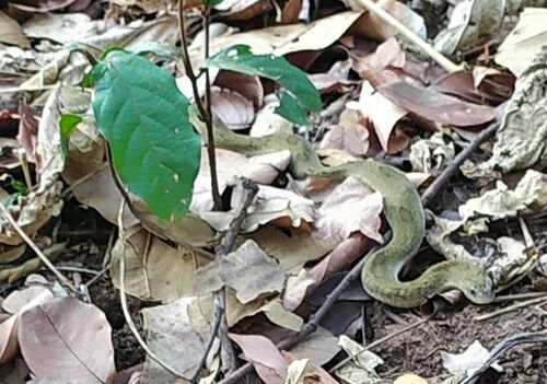 Spotted Night Adder