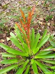 Vriesea