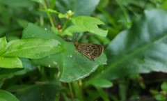 Callimormus interpunctata