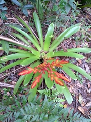 Vriesea