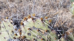 Opuntia mackensenii