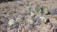 Opuntia mackensenii