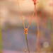 Utricularia antennifera - Photo (c) Thilo Krueger, algunos derechos reservados (CC BY), subido por Thilo Krueger