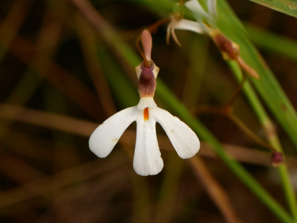 Utricularia georgei P.Taylor