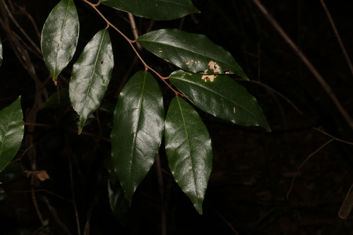 Image of Elaeagnus triflora by (c) Greg Tasney, some rights reserved (CC BY-SA)