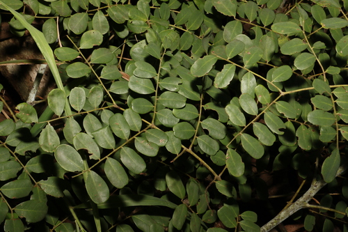 Image of Mezoneuron scortechinii by (c) Greg Tasney, some rights reserved (CC BY-SA)