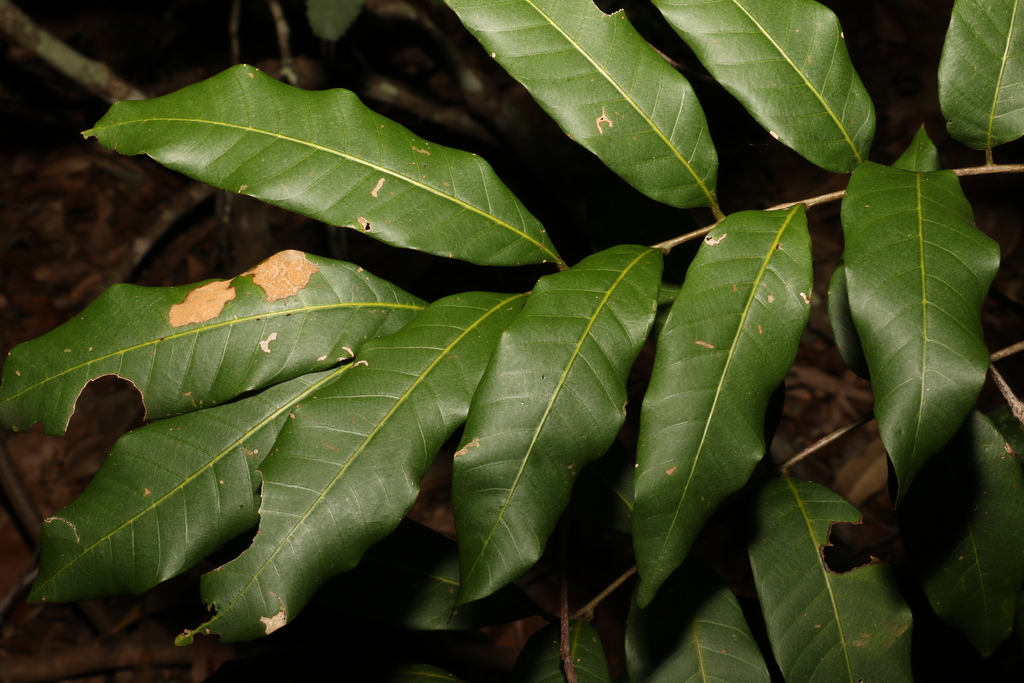 Dimocarpus longan, Noosa Bal, Queensland, Australia