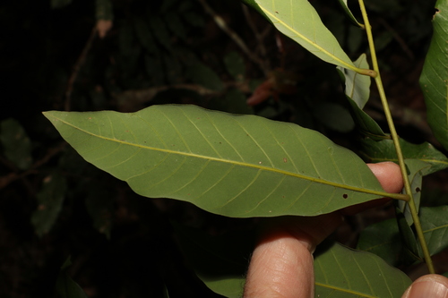 Dimocarpus longan