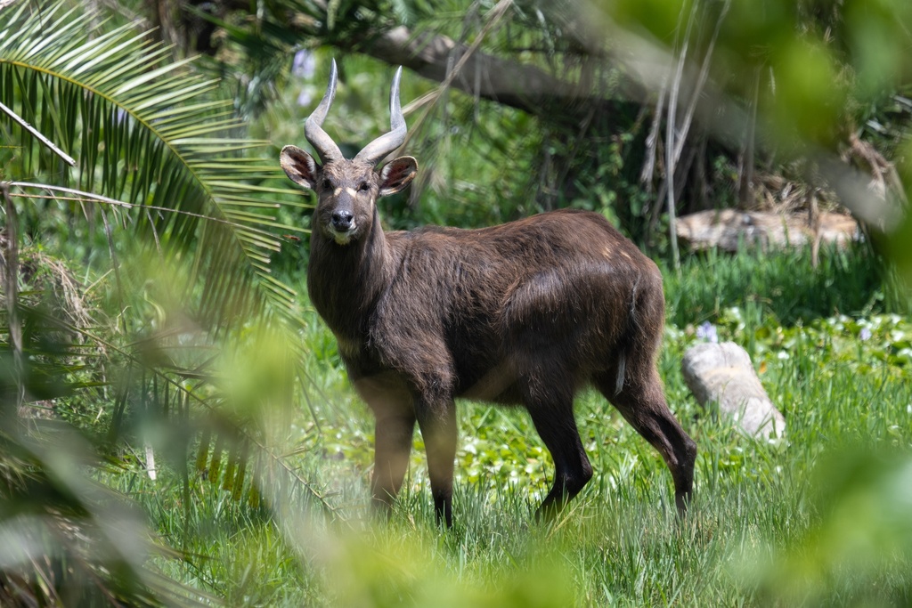 Nile Sitatunga