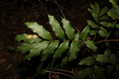 Dimocarpus longan