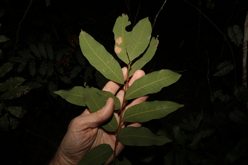 Dimocarpus longan