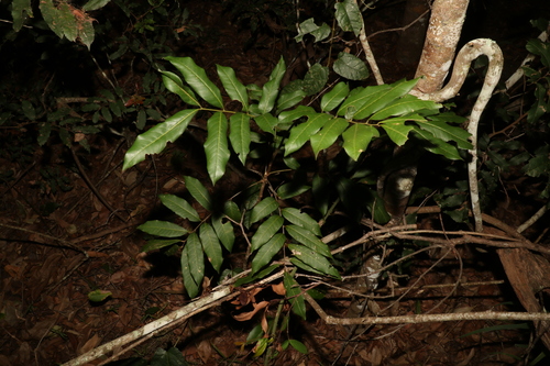 Dimocarpus longan